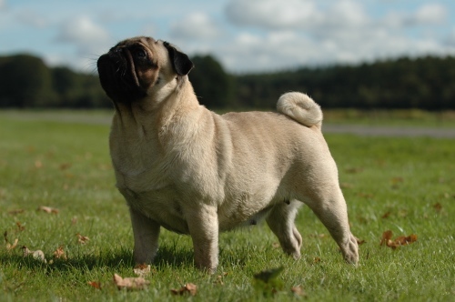 Aww!  Mr. Puggles, here.
